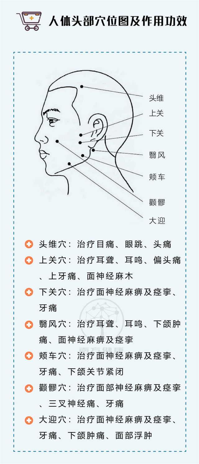 人體頭部穴位圖及作用功效